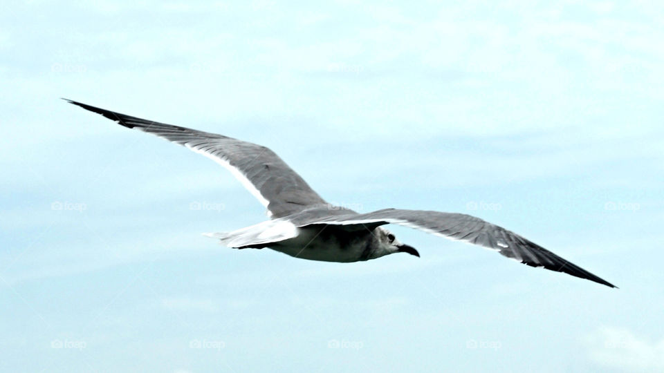 sky flying bird wings by angeljack