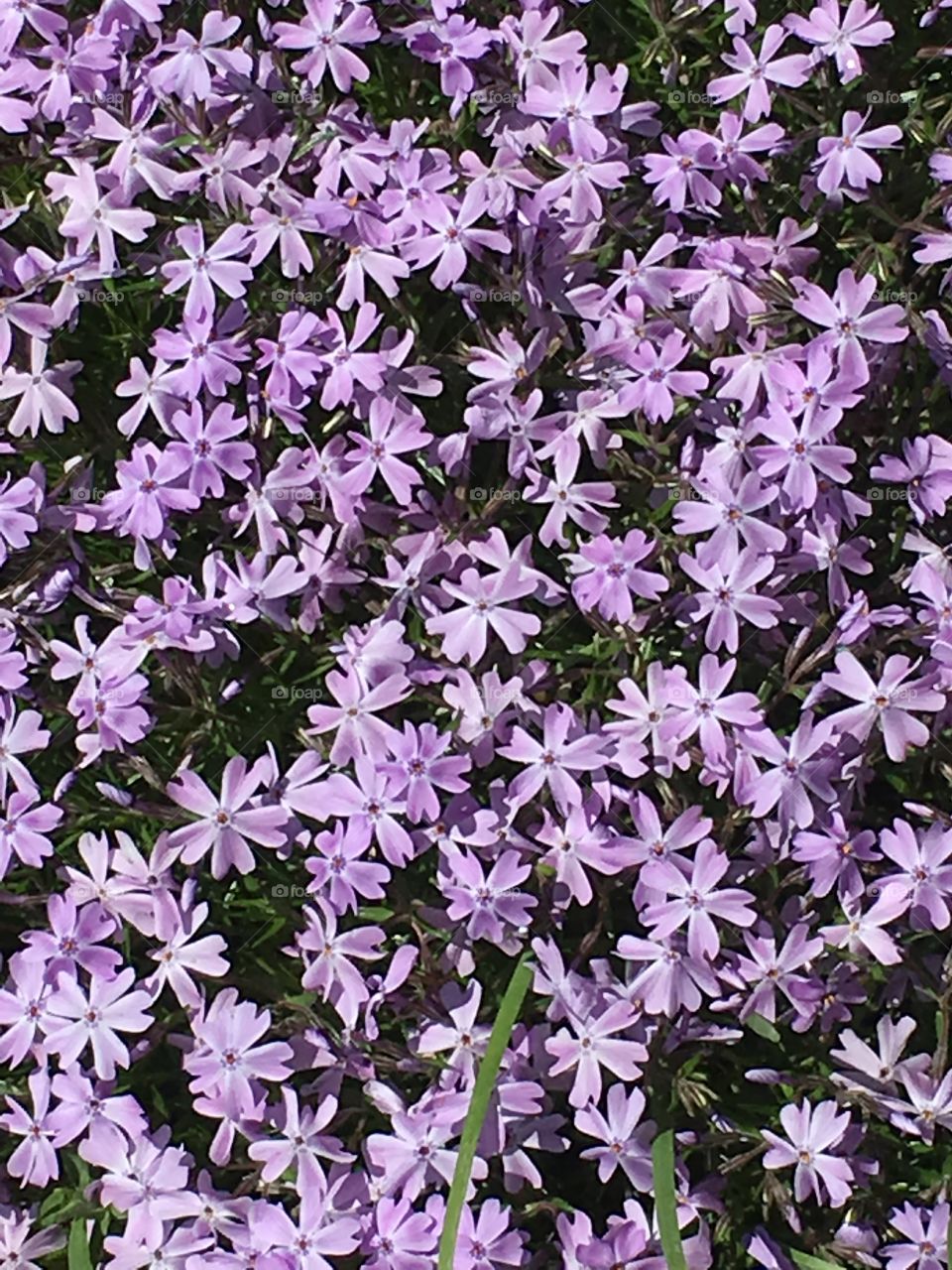 Lavender blossoms (phlox)