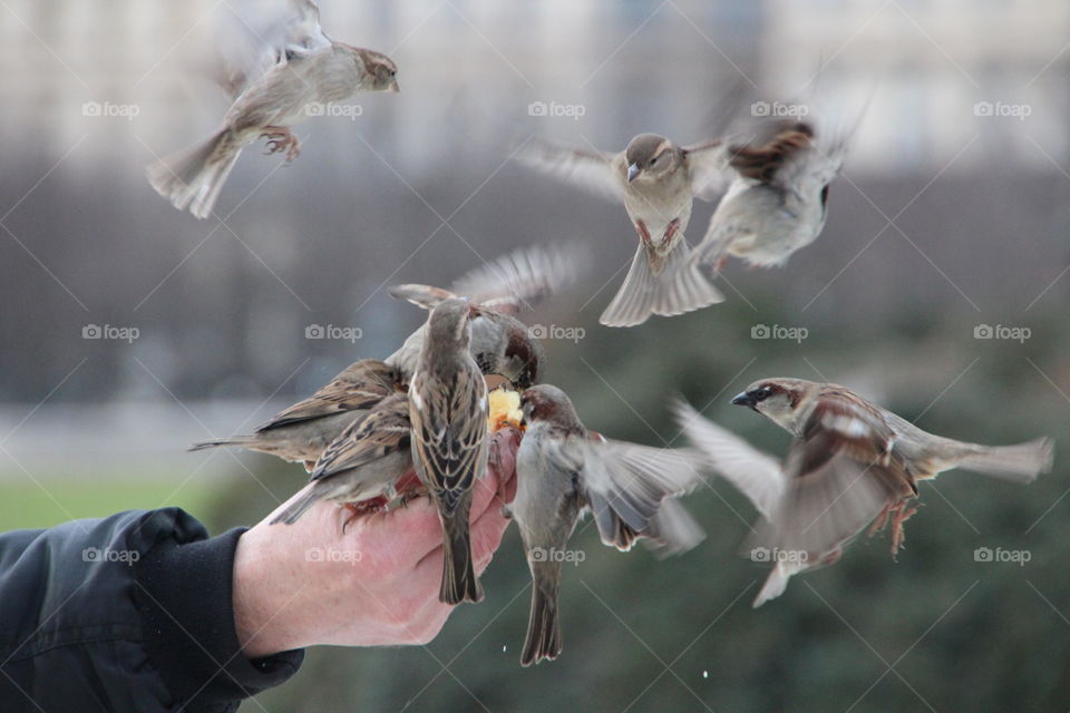 friendly birds