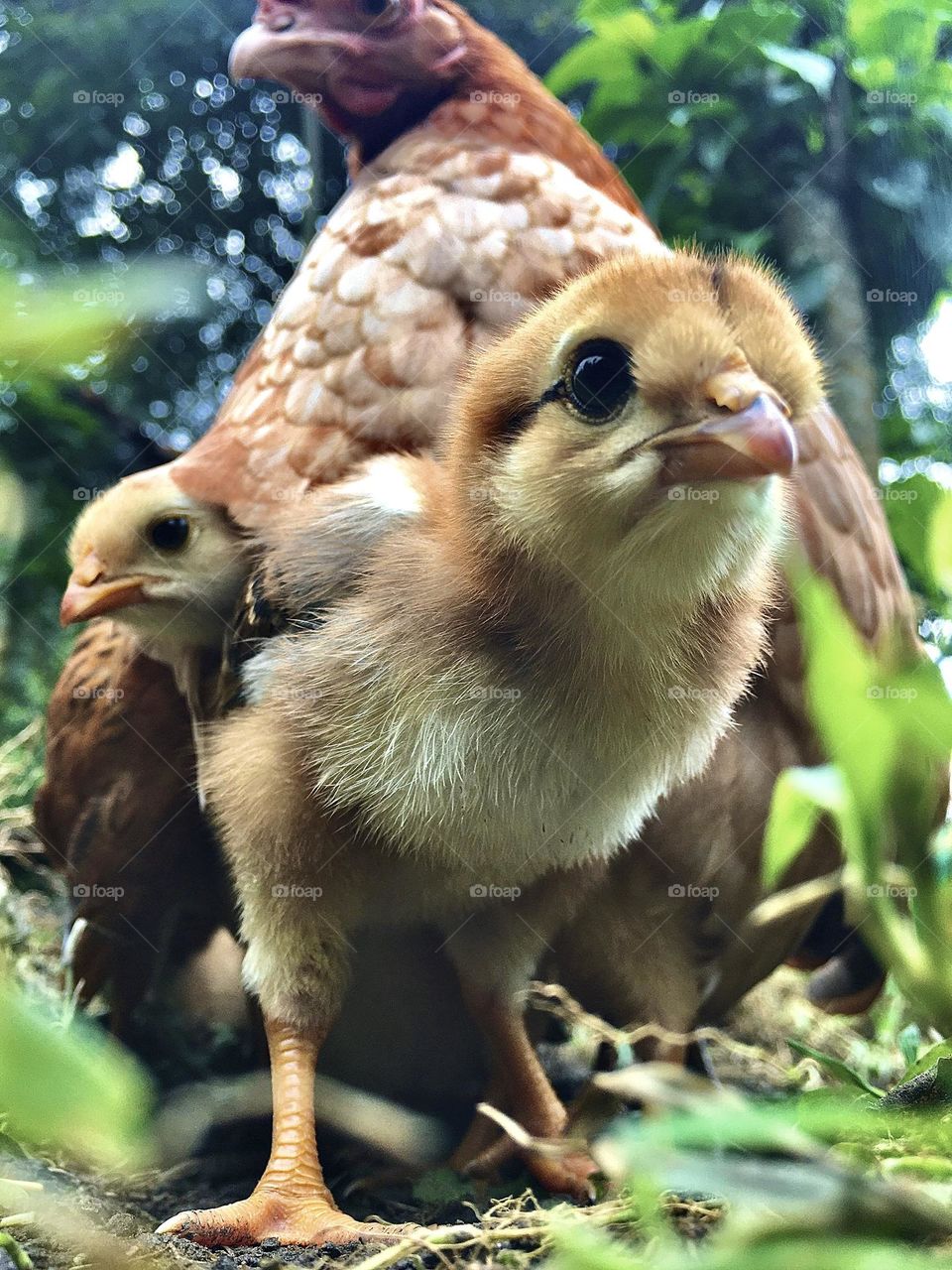 Beautiful perspective. Chicken and hen