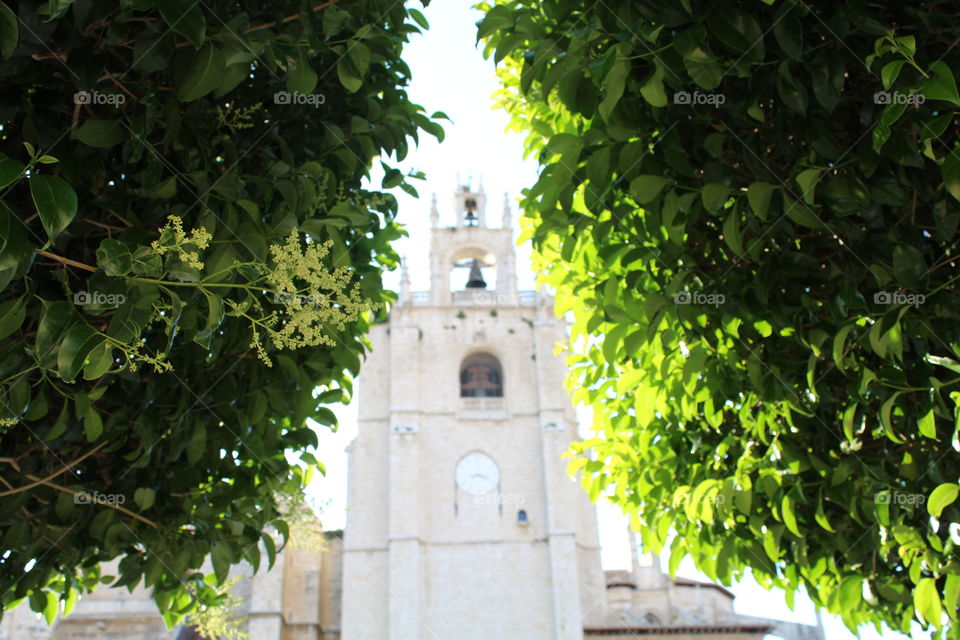 iglesia entre hojas