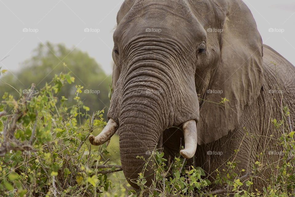 An elephant 