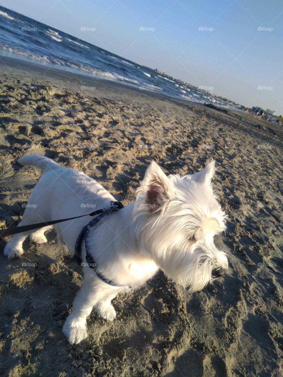 Westie to the beach