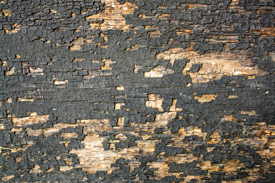 texture of an old rustic tree with peeling and cracked gray paint