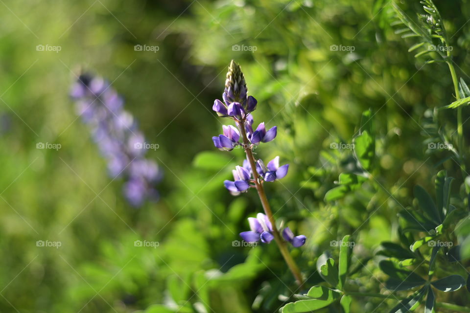 Purple Lupine in the wild.