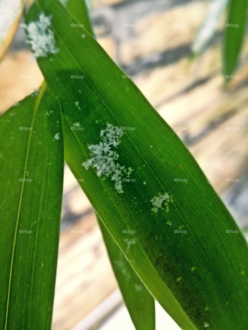 leaf and snowflakes. bamboo tree. cold winter
