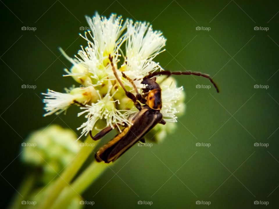 It gives nature series: insects