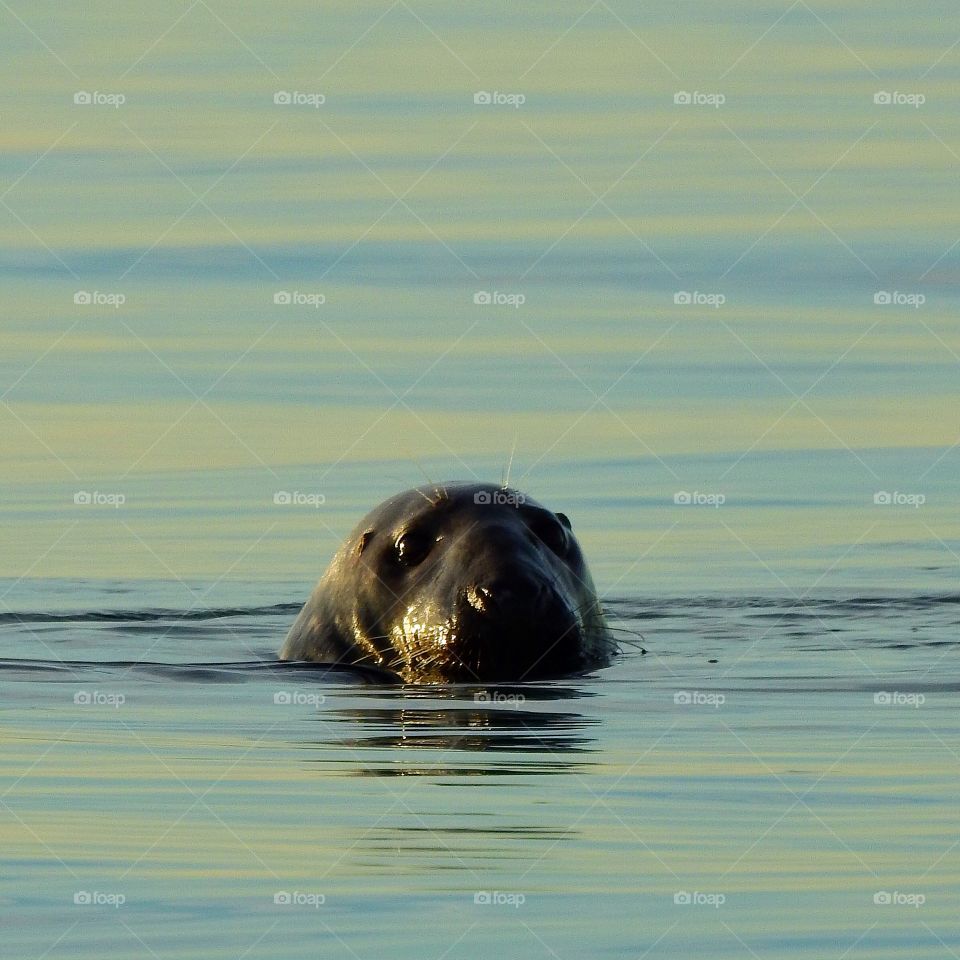 Curious seal