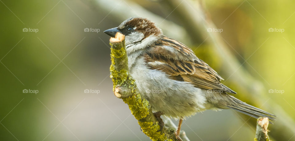 Bird, Wildlife, Sparrow, Nature, Animal