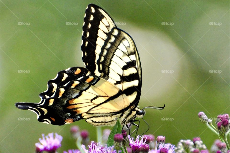 Swallowtail butterfly on purple flowers