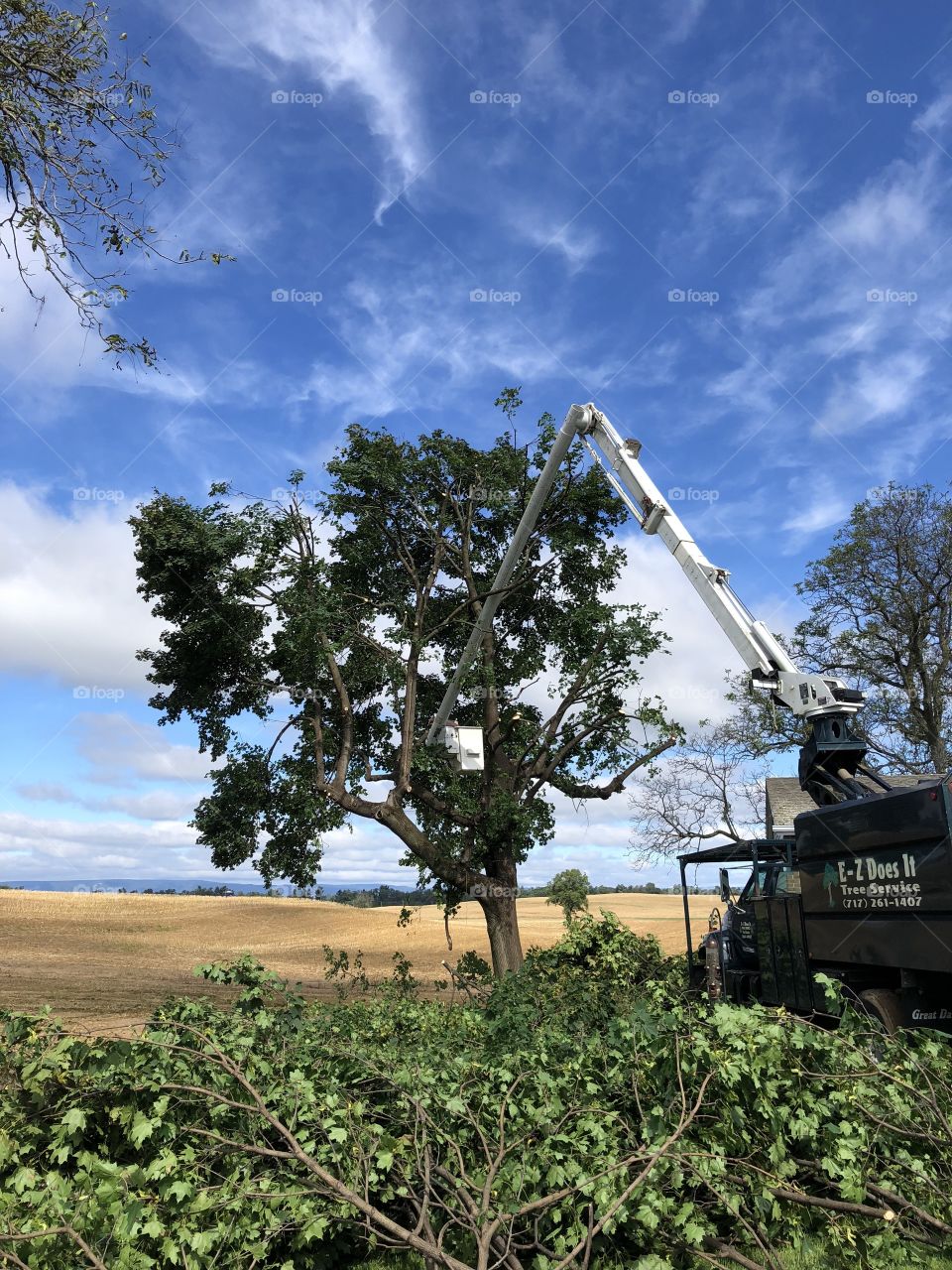 Perfect day for tree trimming big old maple tree 