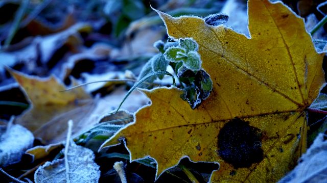 autumn leaves