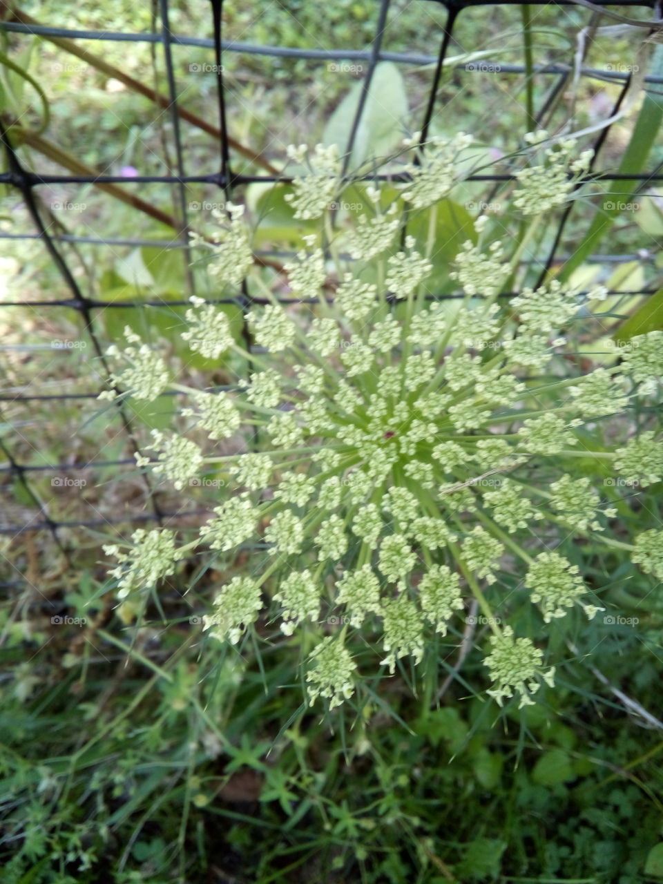 even the weeds are pretty and happy the rain stopped for a day or two. full of details.