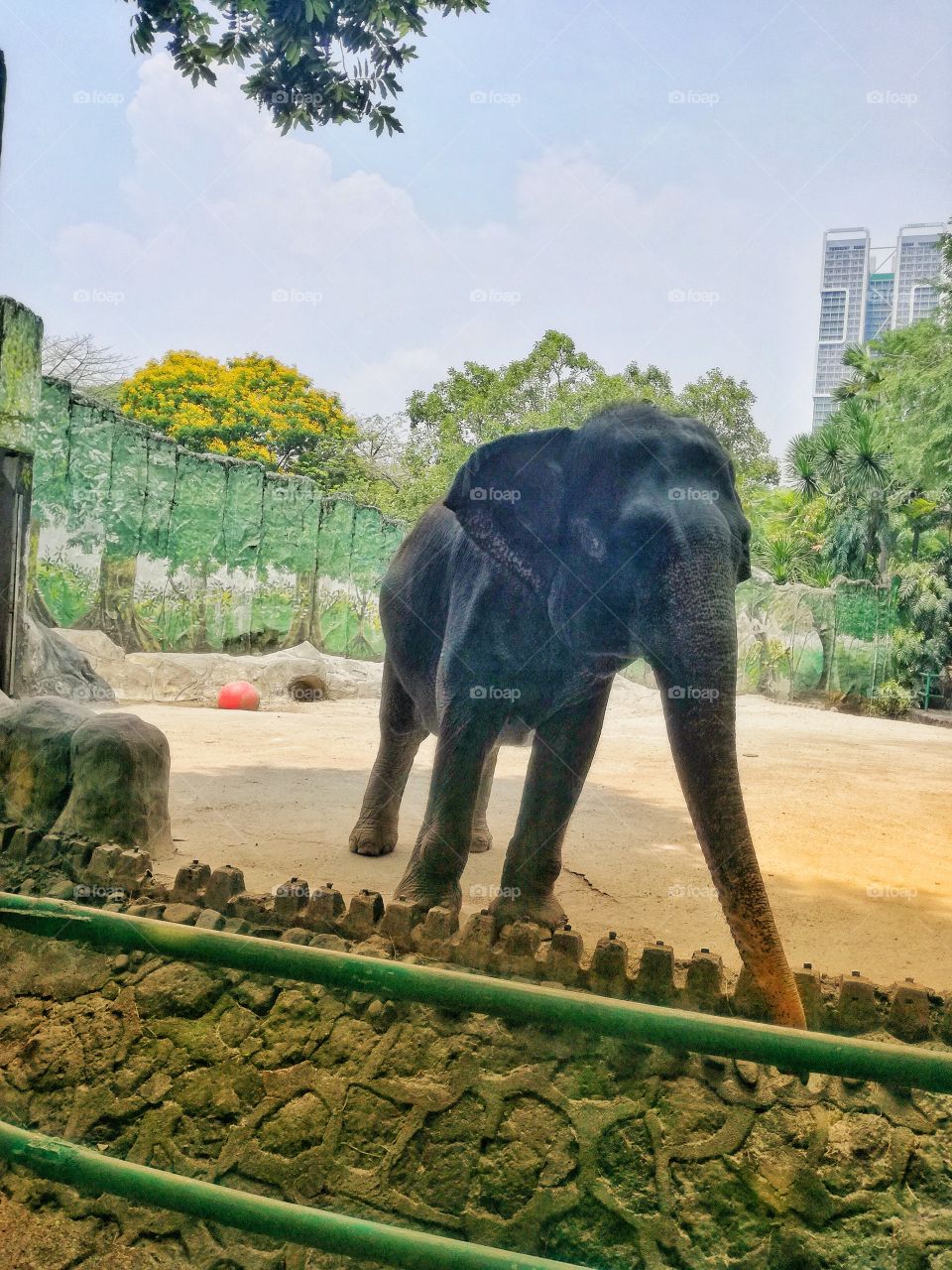 Elephant in the zoo! 🐘