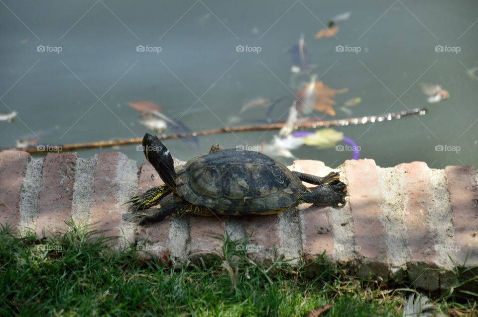 tortoise stretching out