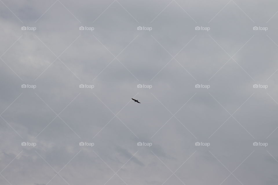 Grey and white clouds and a black bird 