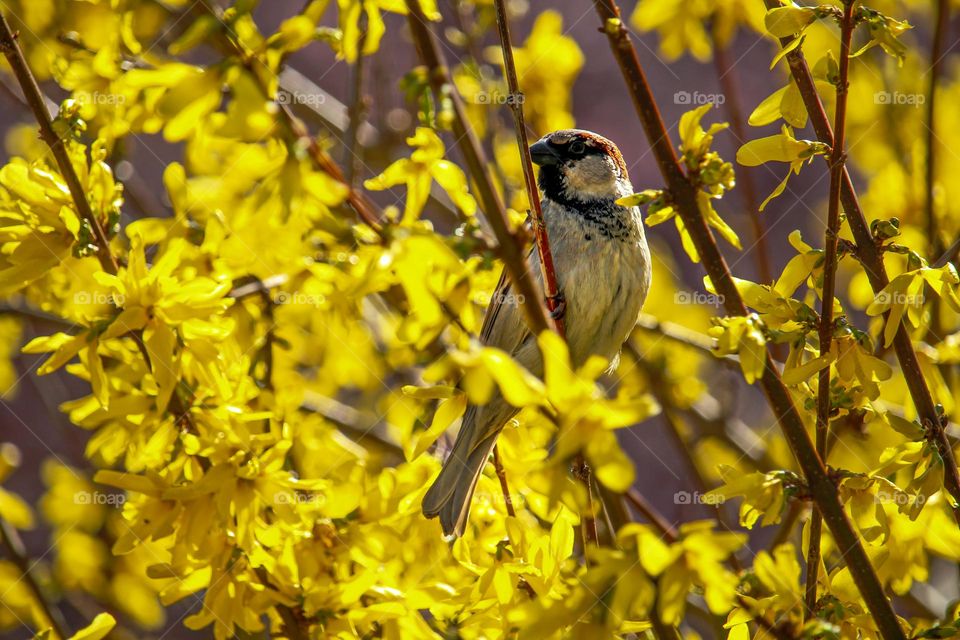 A sparrow at the yellow blooming tree