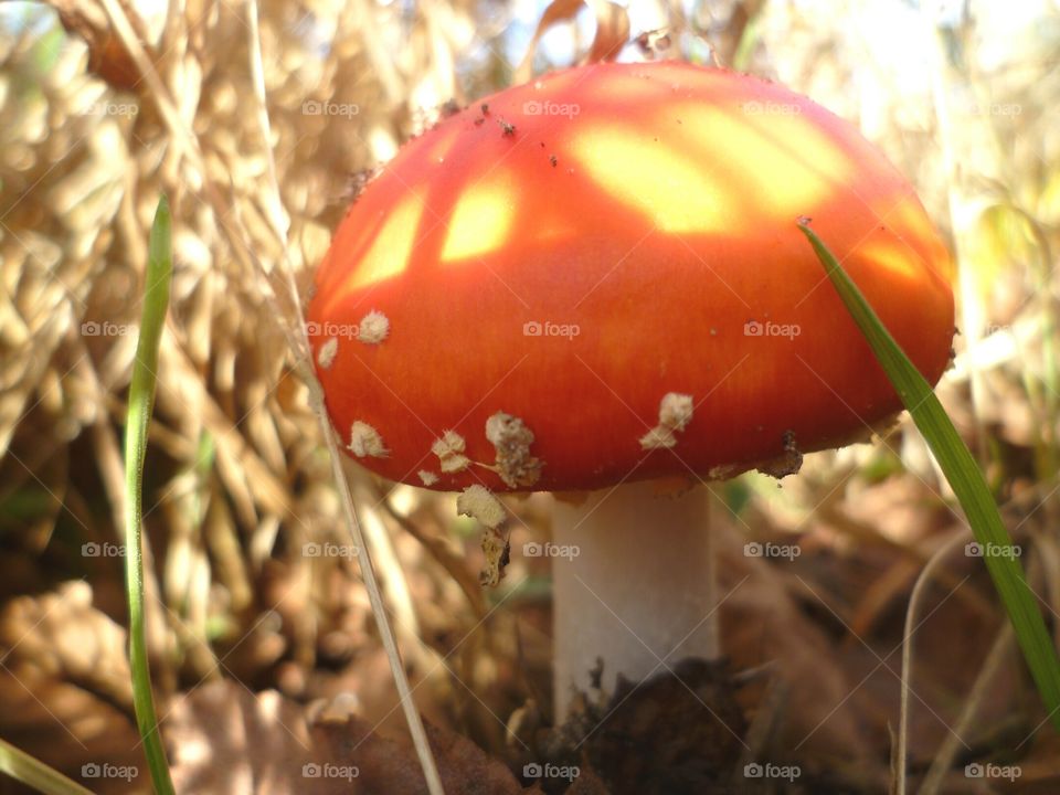 Red toadstool