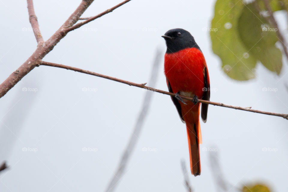 Scarlet Minivet (Male)