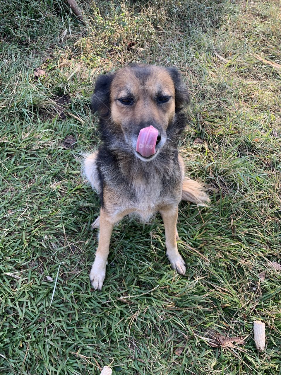 Cachorro mostrando a língua 