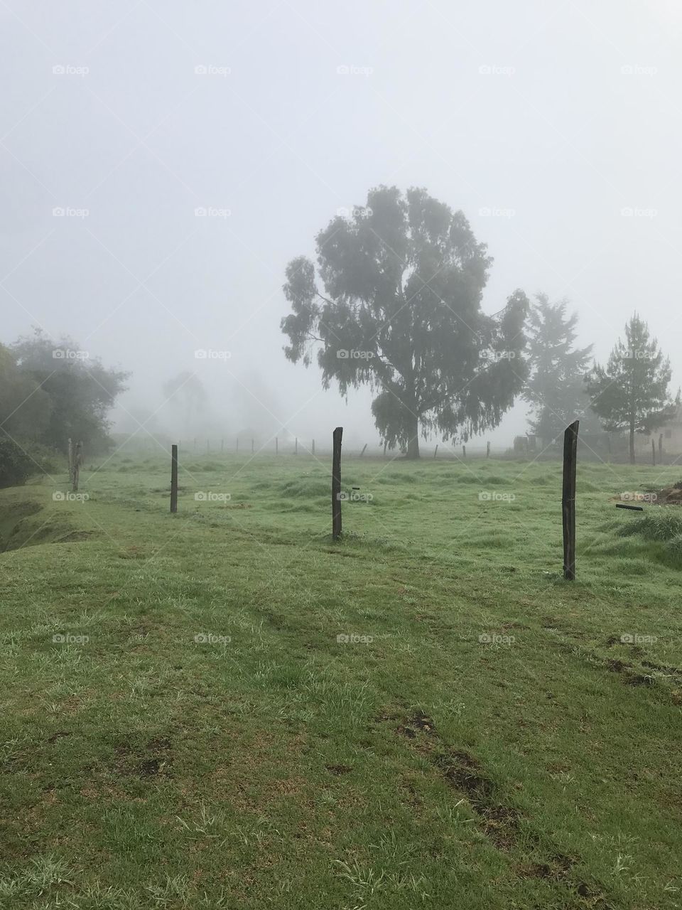 Cloudy field