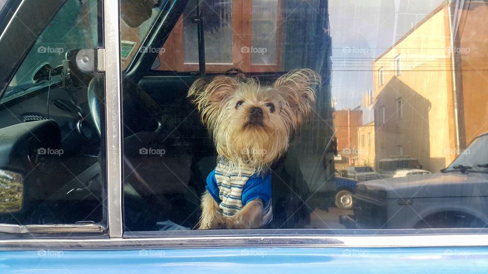 a small brown puppy, dressed in fashionable clothes, sits in a car and looks out the window, waiting for its owner, a concept on the theme of friendship and affection