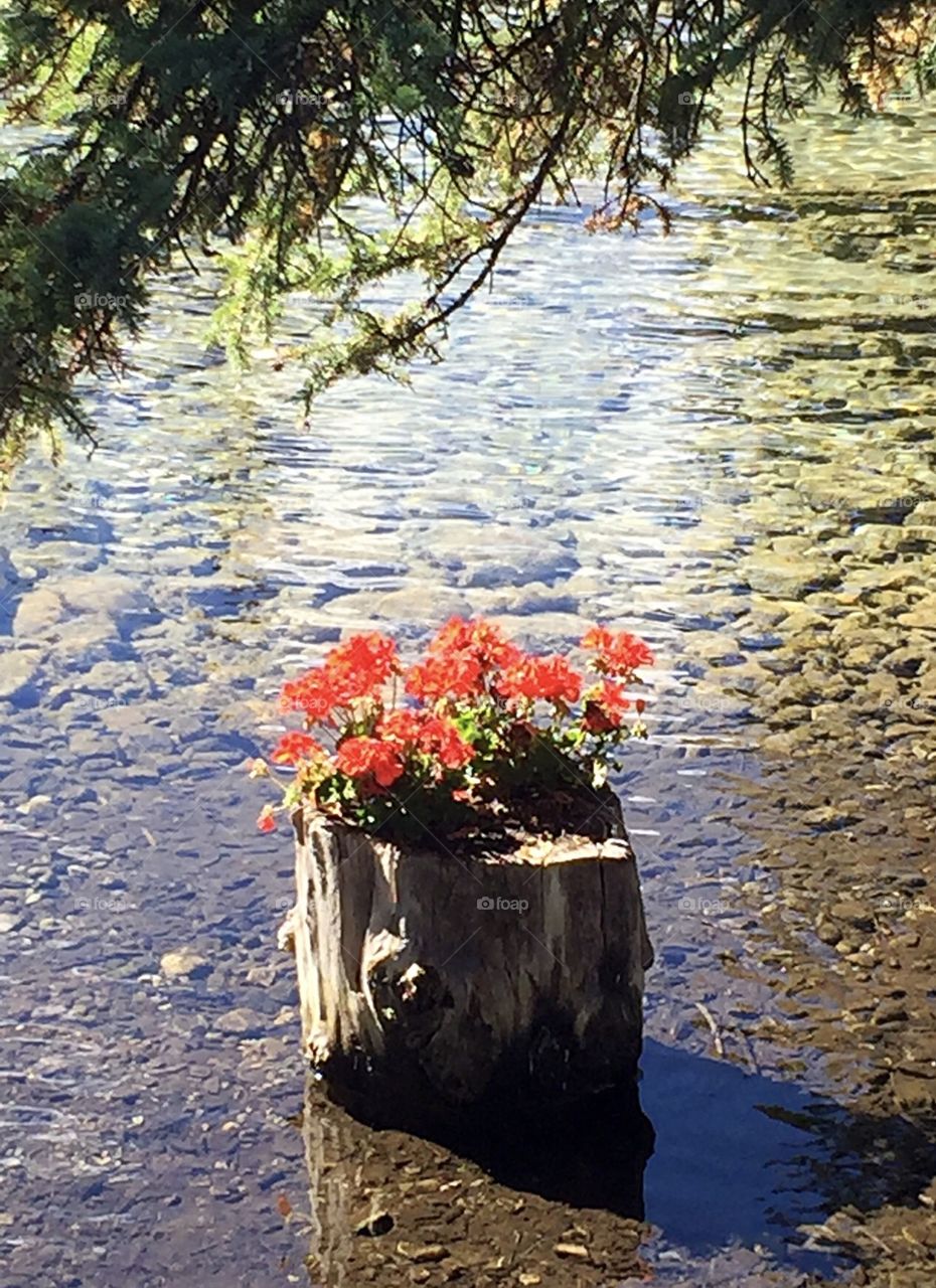 Beautiful plant in the lake