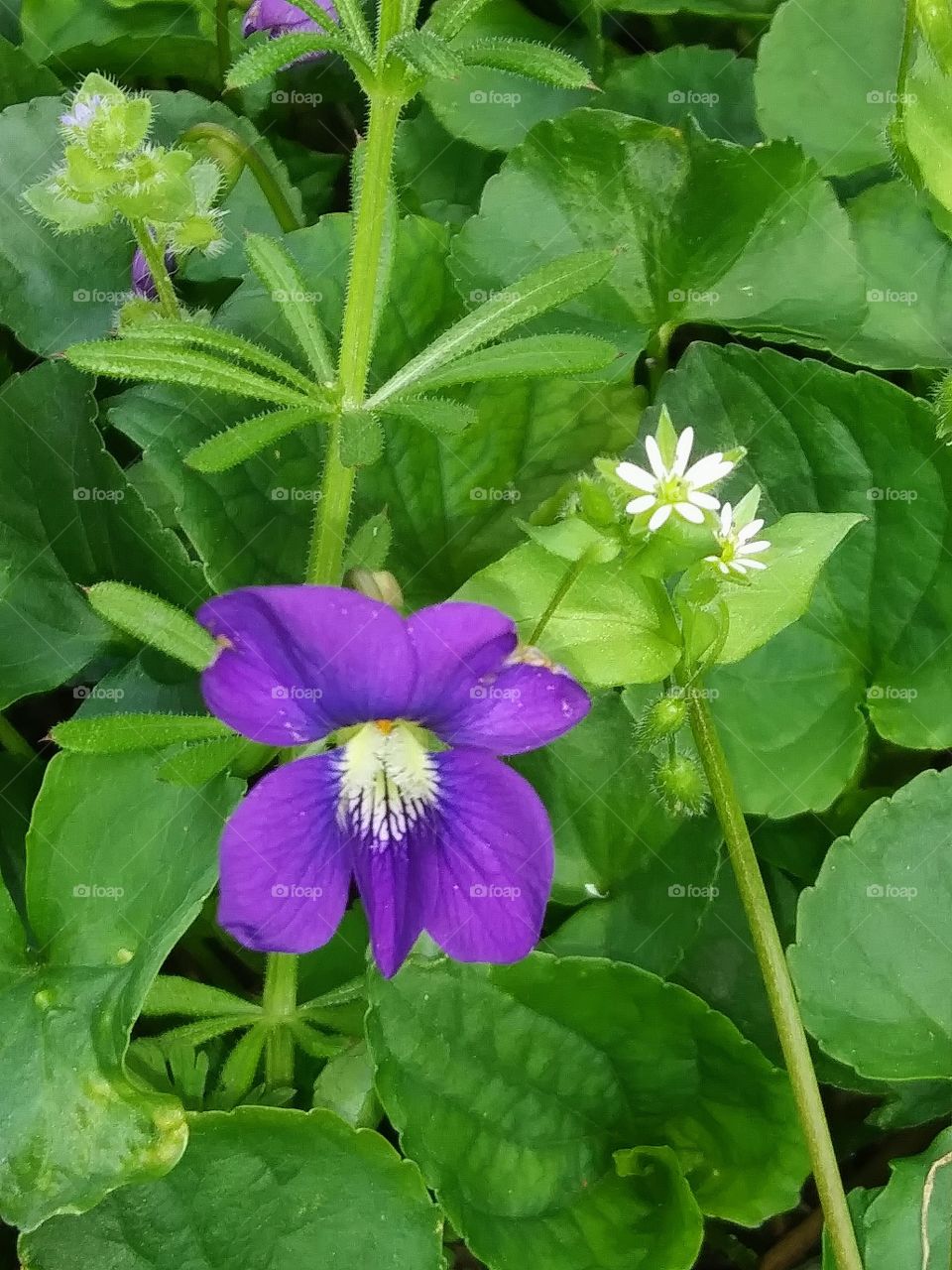 violet flower and weeds