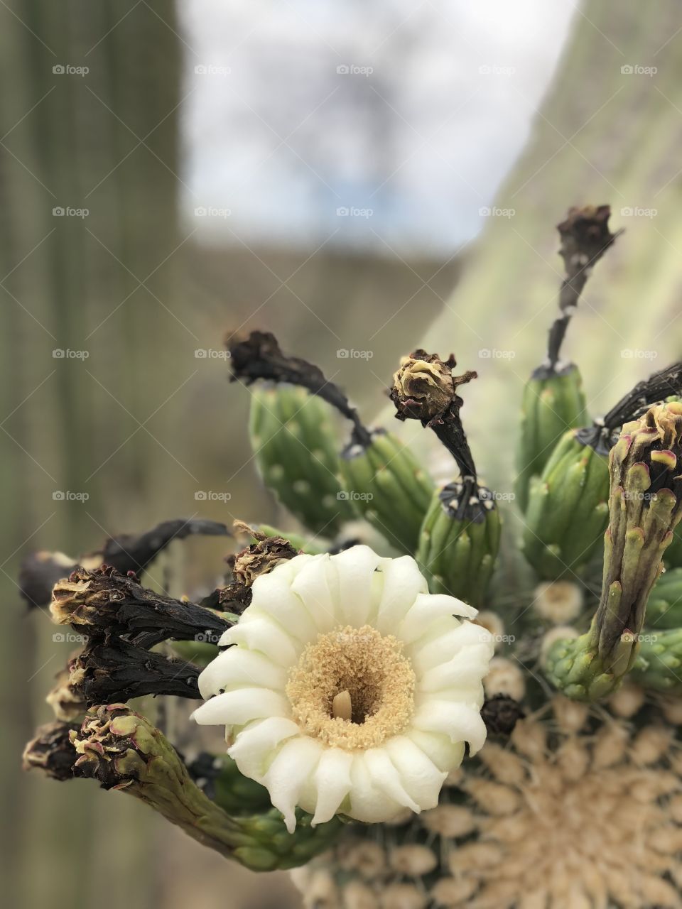 Closeup of a desert saguaro cactus bloom.