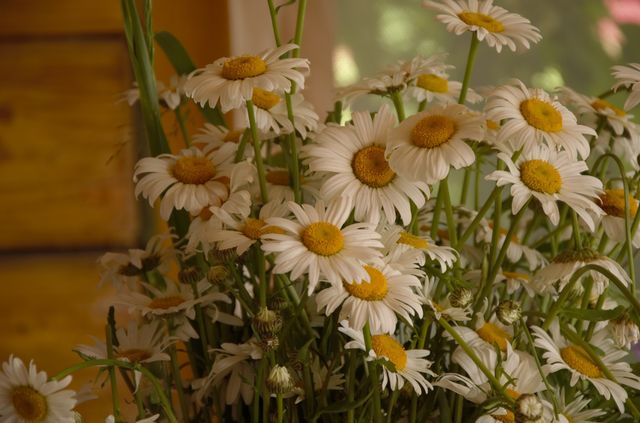 flover