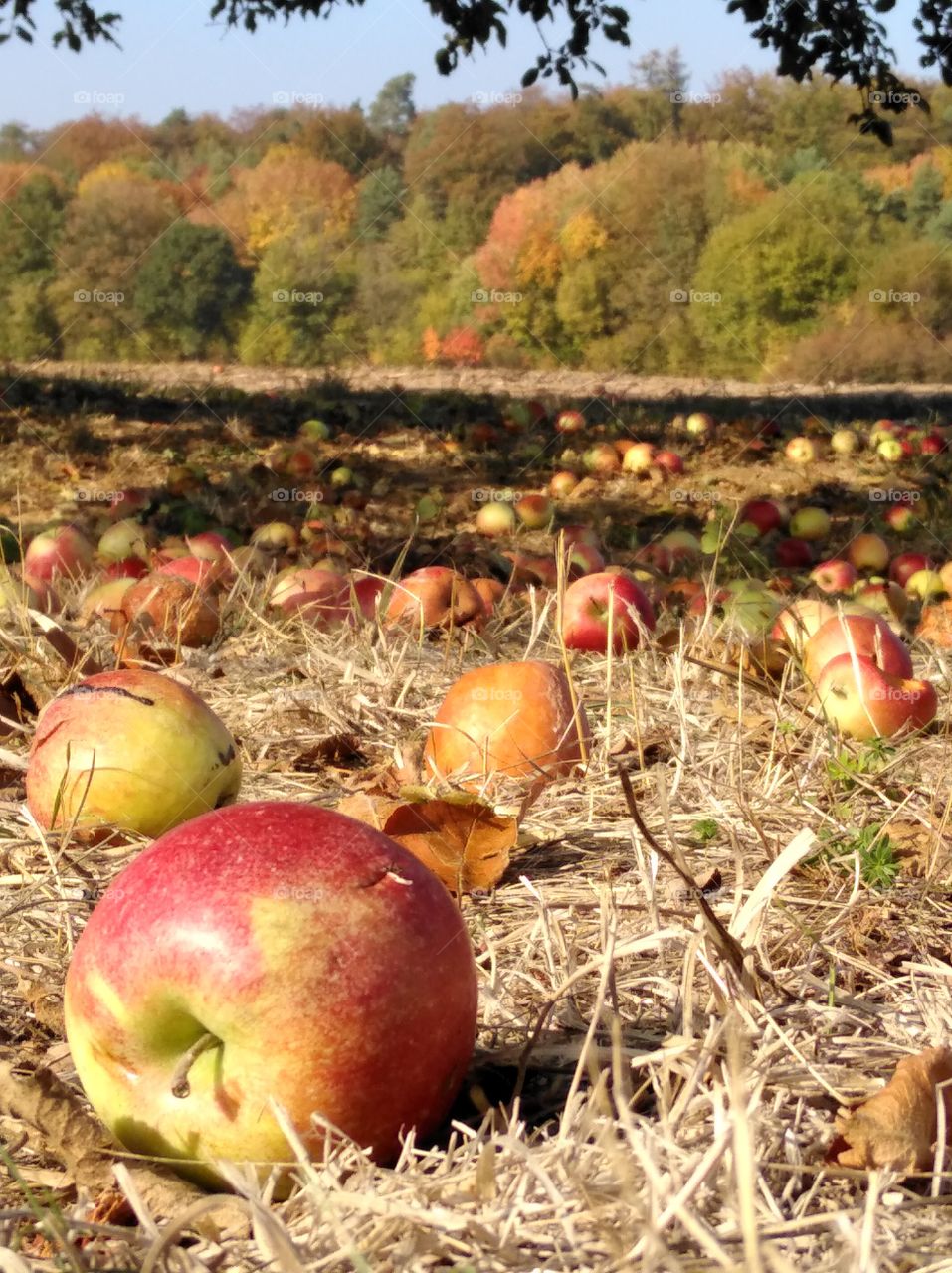 Streuobstwiese