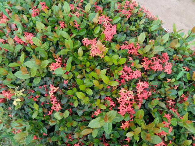 flower in my school
