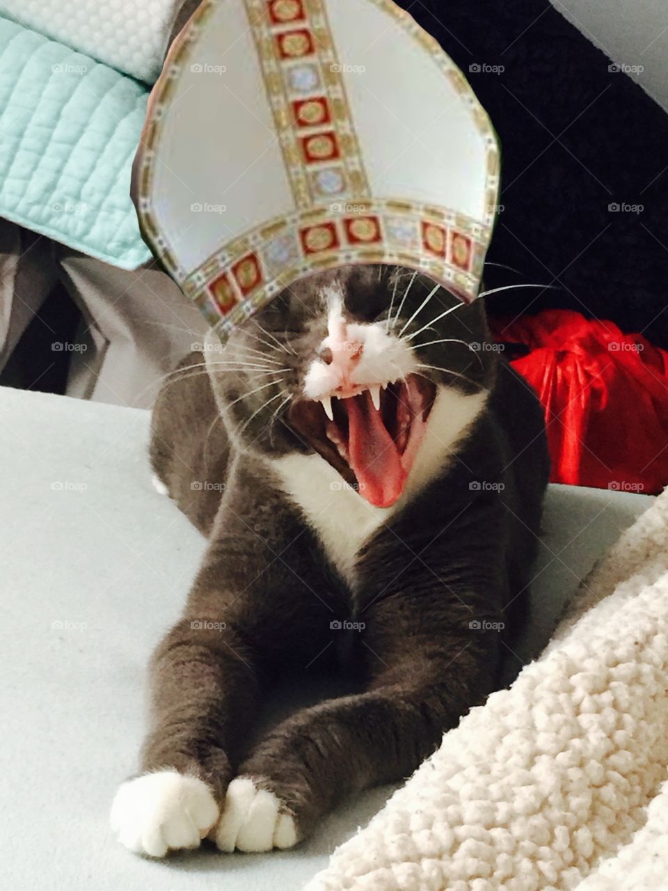 Yawning Pope cat 
