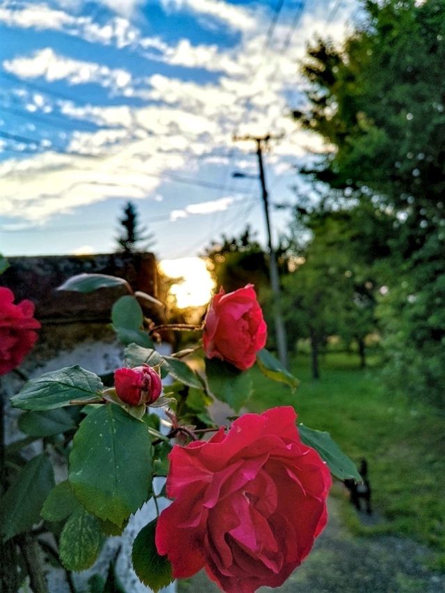 Roses