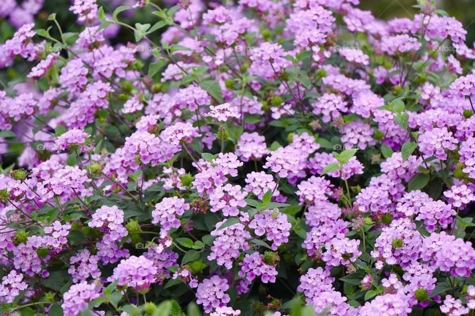 Garden flower, tiny, lilac color, colorful