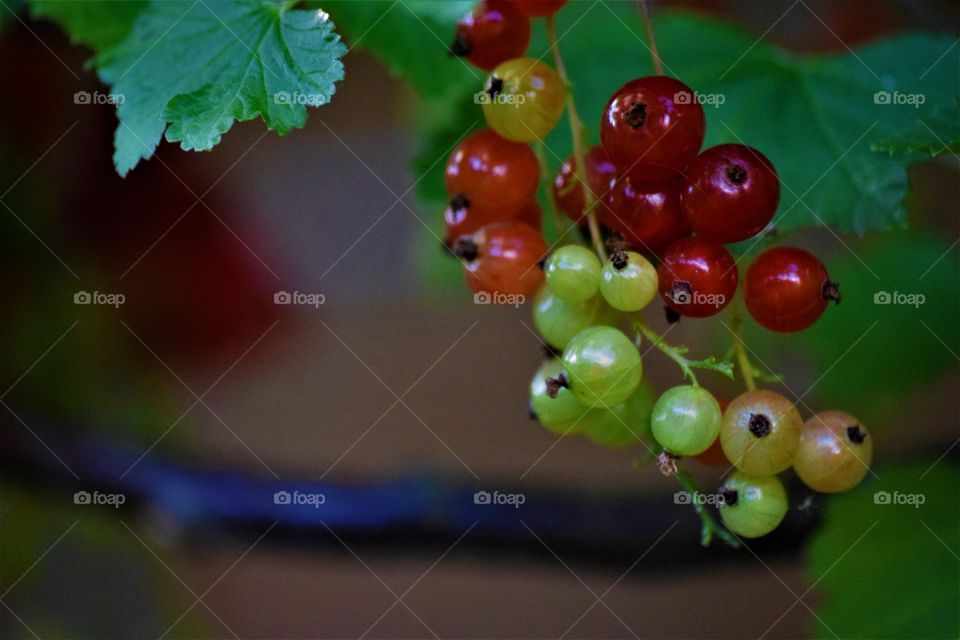 A branch of red currants ripening in the summer