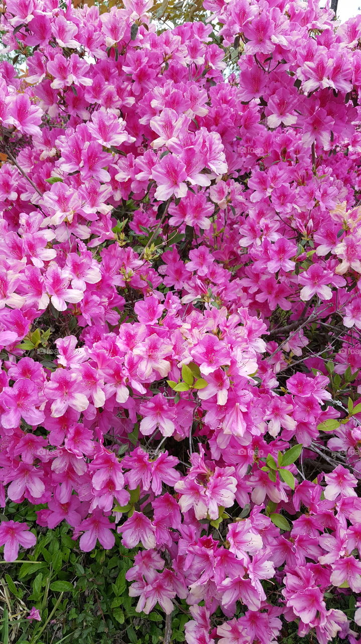 azaleas