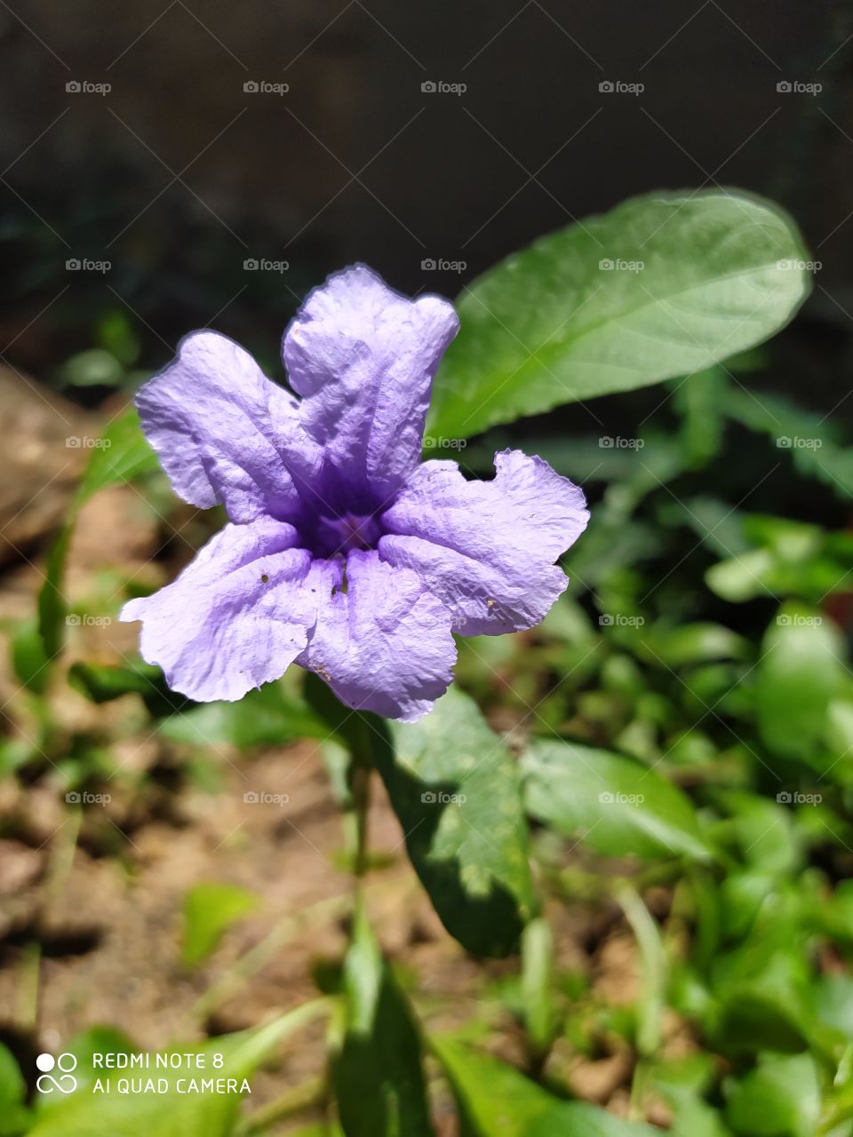 Nature, Leaf, Flower, No Person, Flora