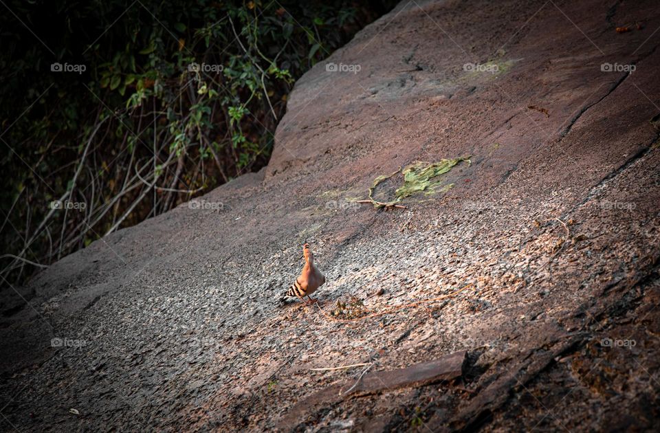 The hoopoe is on the rock.