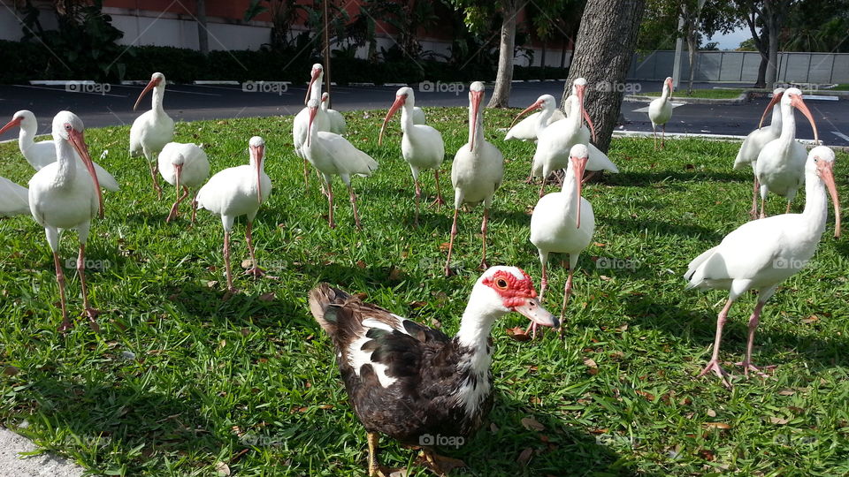 Bird, Nature, Animal, Wildlife, Grass