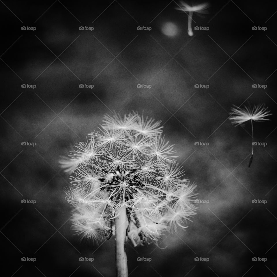 Dandelion in the summer wind.