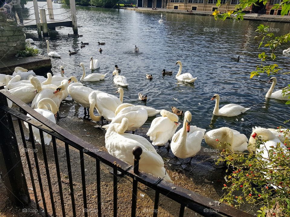 swans