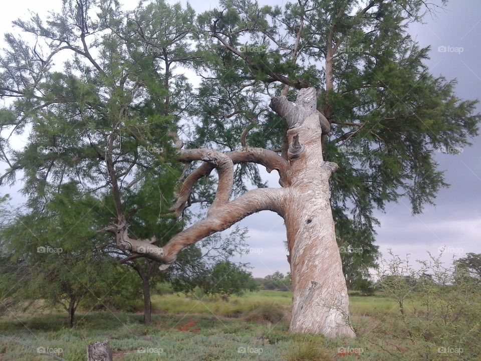 Árbol  llamado Maximina, edad 2000 años, el segundo más longevo de México. Tree Old