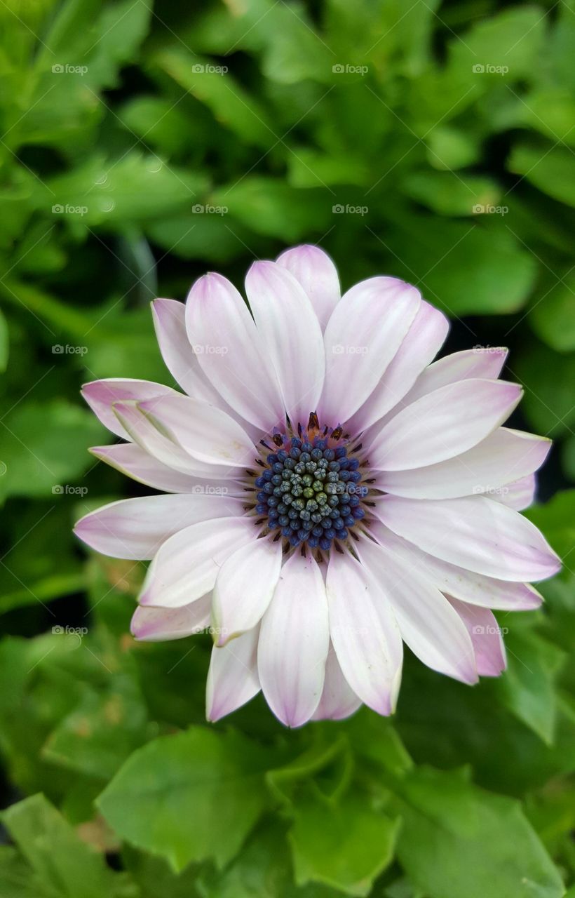 pale purple daisy