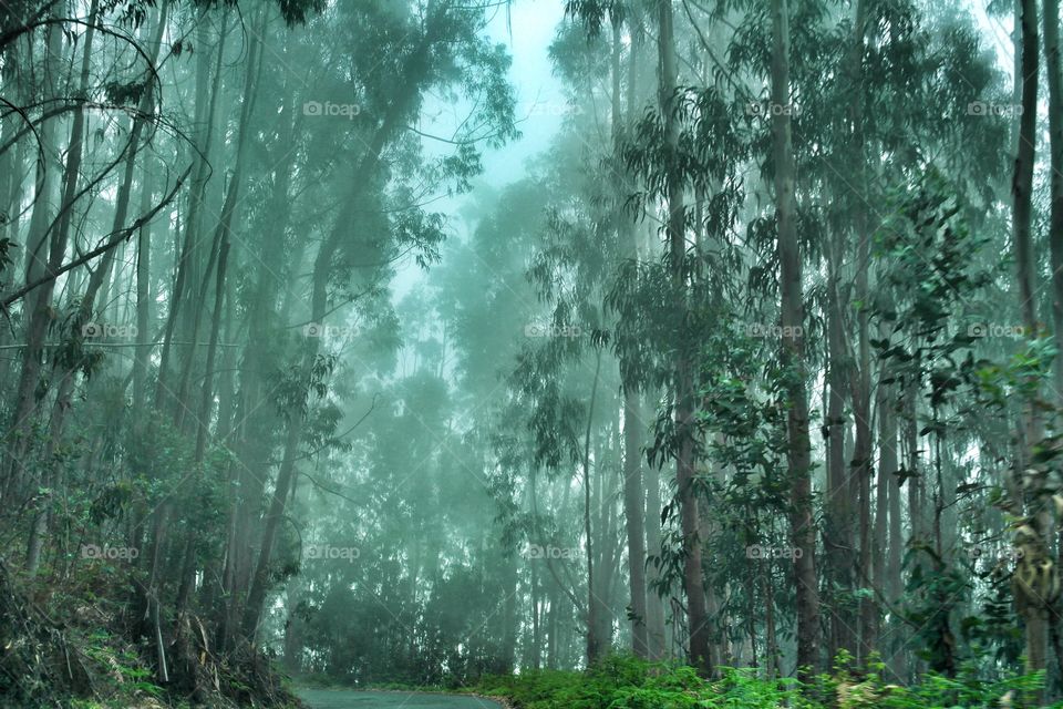 View of forest during foggy weather