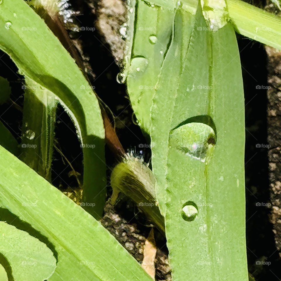Rain drops on Grass