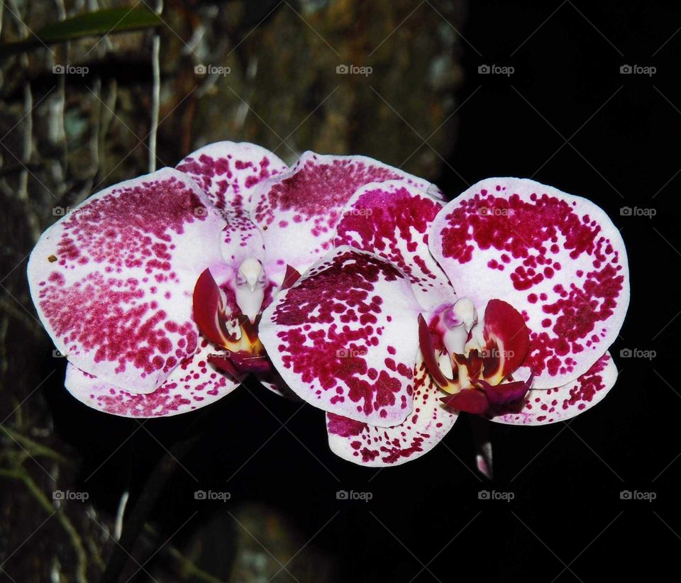 a red and white orchid phalaenopsis in the garden