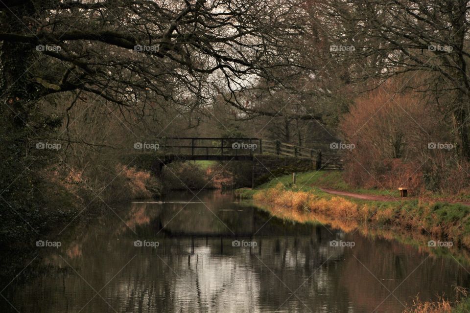 Tree, Landscape, Fall, No Person, Reflection