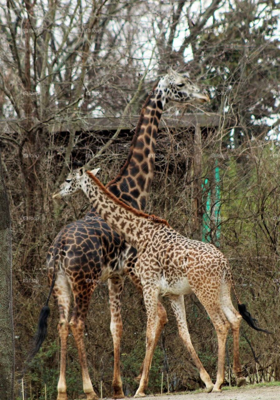 Giraffe two zoo natural mama and baby
