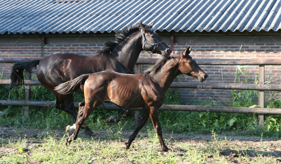 Horse, Mammal, Farm, Equine, Animal